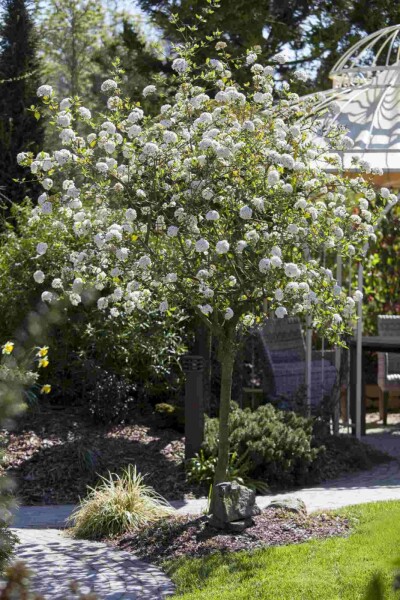 Viburnum burkwoodii Viburnum burkwoodii