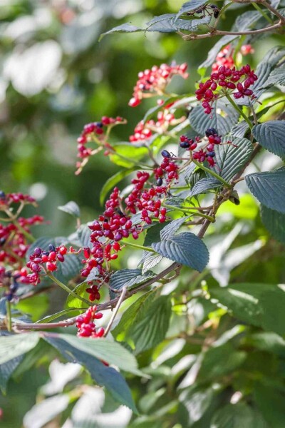 Viburnum lantana Viburnum lantana
