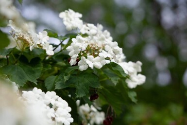 Viburnum opulus struik 60-90 cm wortel