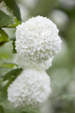 Viburnum opulus struik 60-90 cm wortel