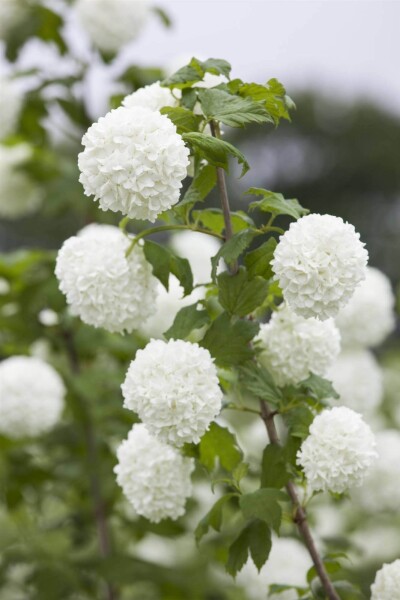 Viburnum opulus