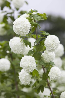 Viburnum opulus struik 60-90 cm wortel