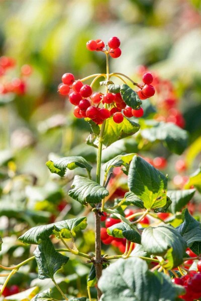 Viburnum opulus 'Compactum' Viburnum opulus 'Compactum'