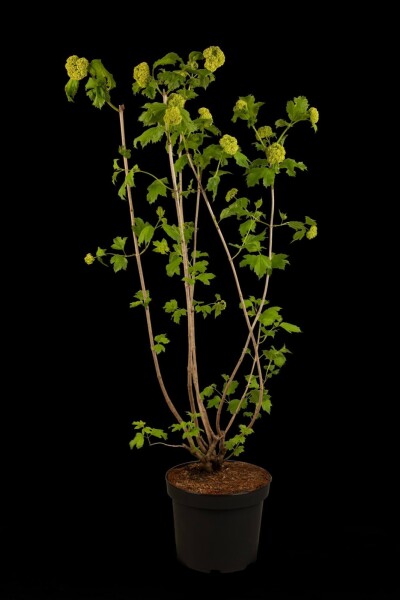 Viburnum opulus 'Roseum'