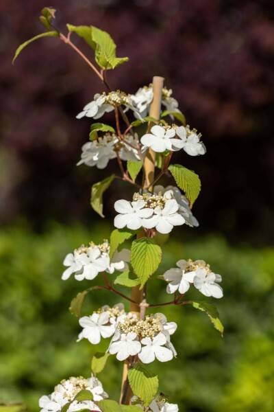 Viburnum plicatum 'Kilimandjaro' Viburnum plicatum 'Kilimandjaro'