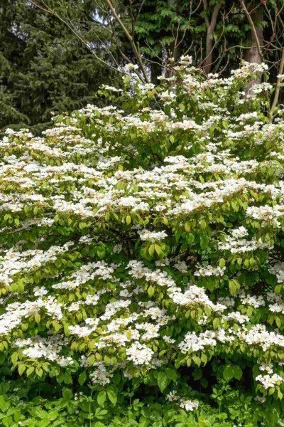 Viburnum plicatum 'Kilimandjaro Sunrise' Viburnum plicatum 'Kilimandjaro Sunrise'