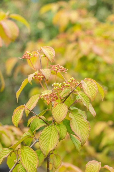 Viburnum plicatum 'Tomentosum' Viburnum plicatum 'Tomentosum'
