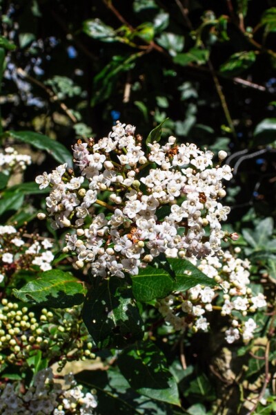 Viburnum tinus 'Gwenllian' Viburnum tinus 'Gwenllian'