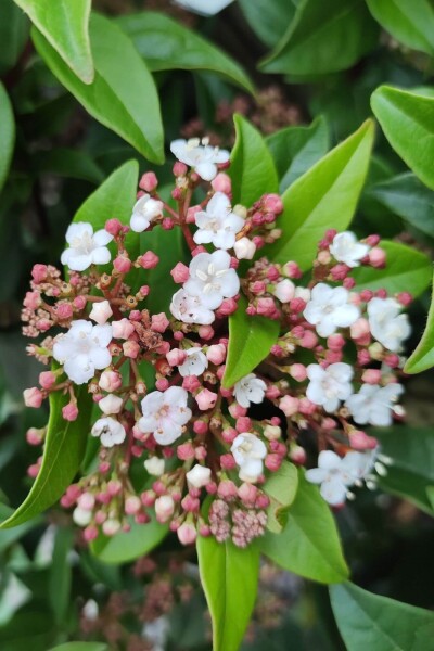 Viburnum tinus 'Spirit' Viburnum tinus 'Spirit'