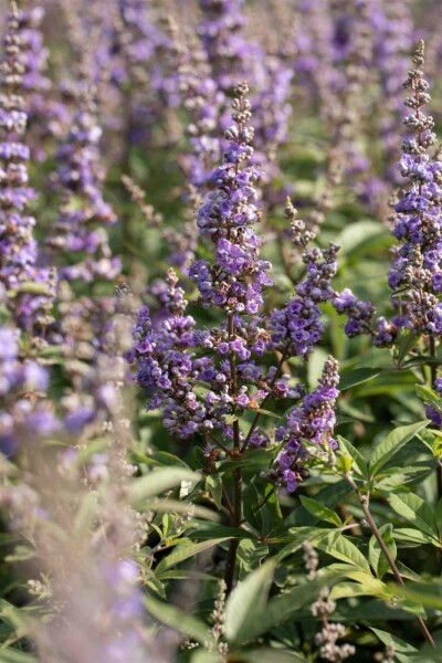 Vitex agnus-castus