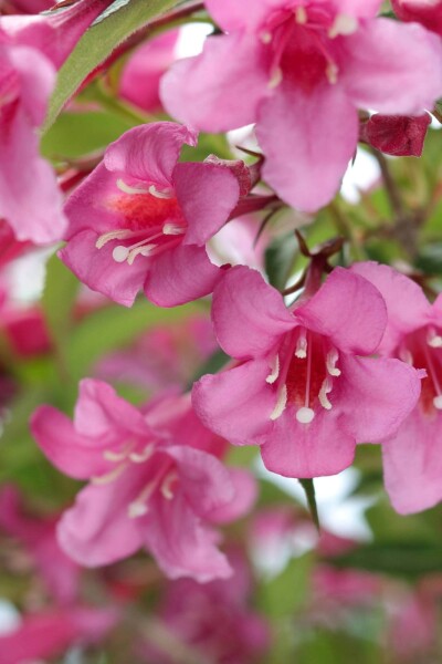 Weigela 'Rosea' Weigela 'Rosea'
