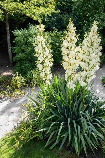Yucca filamentosa Yucca filamentosa