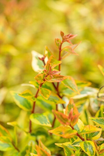 Abelia grandiflora 'Kaleidoscope' C3 25-30 Abelia grandiflora 'Kaleidoscope' C3 25-30