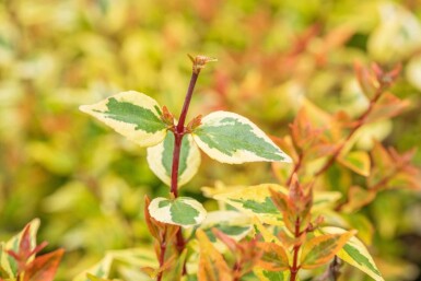 Abelia grandiflora 'Kaleidoscope' C10 30-40