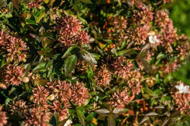 Abelia grandiflora 'Sherwood' Strauch 40-50 cm