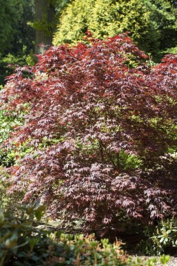 Acer palmatum 'Bloodgood' C20 80-100