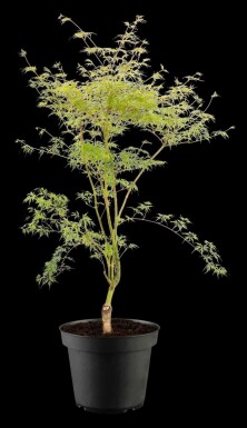 Acer palmatum 'Emerald Lace' C5 50-60
