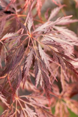Acer palmatum 'Inabe-shidare' C35 80-100