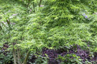 Acer palmatum 'Koto-no-ito' C5 40-50