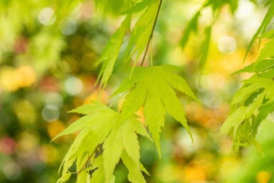 Acer palmatum 'Orange Dream' C3 30-40