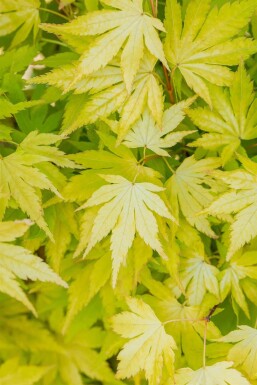 Acer palmatum 'Orange Dream' C7,5 80-100
