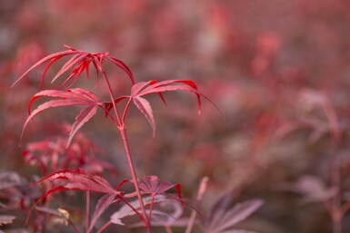 Acer palmatum 'Shaina' C3 30-40