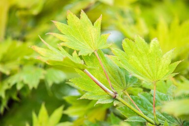 Acer shirasawanum 'Aureum' C3 25-30