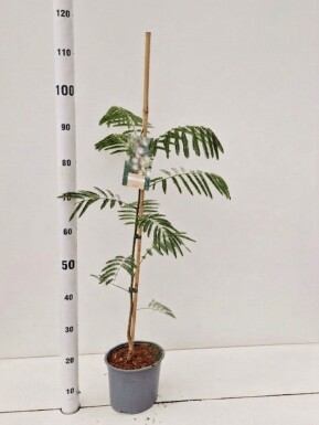 Albizia julibrissin Strauch 40-50 cm