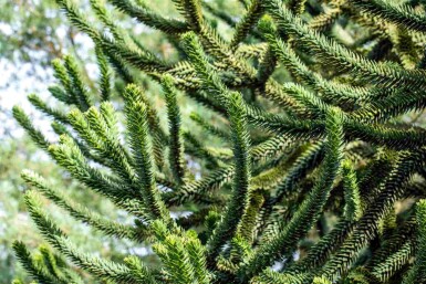 Araucaria araucana C3 20-25