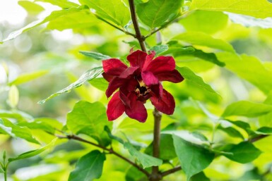 Calycanthus floridus struik 40-50 cm