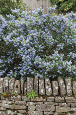 Ceanothus burkwoodii buske 40-50 cm