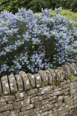 Ceanothus burkwoodii buske 40-50 cm