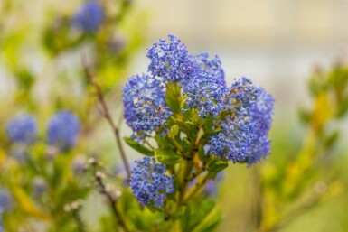Ceanothus impressus 'Victoria' struik 30-40 cm