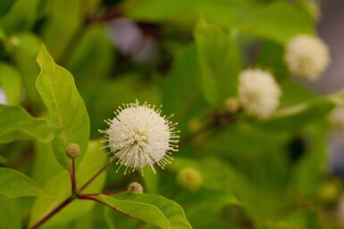 Cephalanthus occidentalis Strauch 30-40 cm