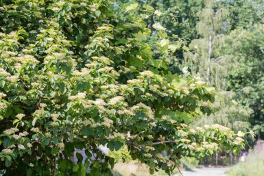 Cornus alternifolia Strauch 80-100 cm