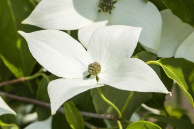 Cornus kousa 'Milky Way' C7,5 80-100