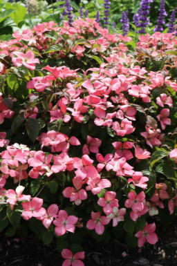 Cornus kousa 'Satomi Compact' busk 50-60 cm