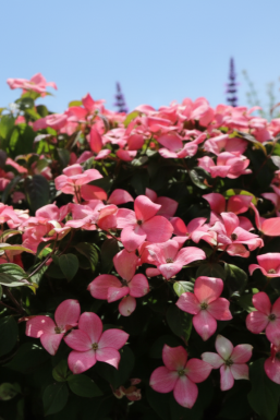 Cornus kousa 'Satomi Compact' busk 50-60 cm