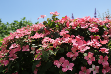 Cornus kousa 'Satomi Compact' busk 50-60 cm