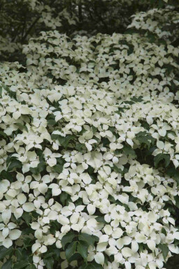Cornus kousa 'Weisse Fontaine' C35 150-175