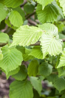 Corylus avellana arbuste 40-60 cm racines nues