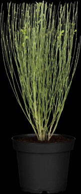 Cytisus 'Apricot Gem' C1,5 30-40