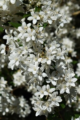 Deutzia gracilis 'Nikko' C1,3 25-30