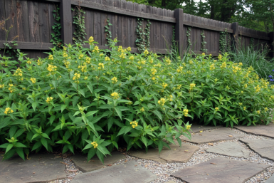 Diervilla sessilifolia 'Butterfly' struik 20-30 cm