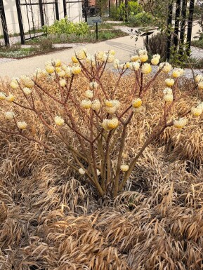 Edgeworthia chrysantha struik 40-50 cm