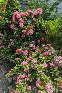 Escallonia 'Pink Elle' arbuste 40-50 cm