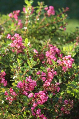 Escallonia 'Red Dream' C3 30-40