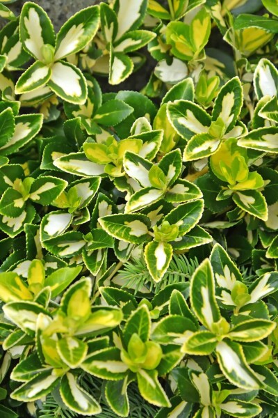 Euonymus fortunei 'Blondy' Euonymus fortunei 'Blondy'