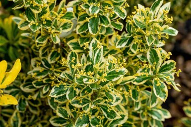 Euonymus japonicus 'Bravo' buske 25-30 cm
