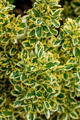 Euonymus japonicus 'Bravo' C5 25-30
